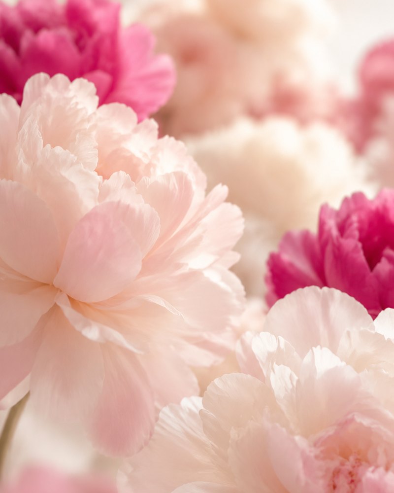 Blush, white and magenta peonies